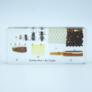 Resin | Life Cycle | Honeybee